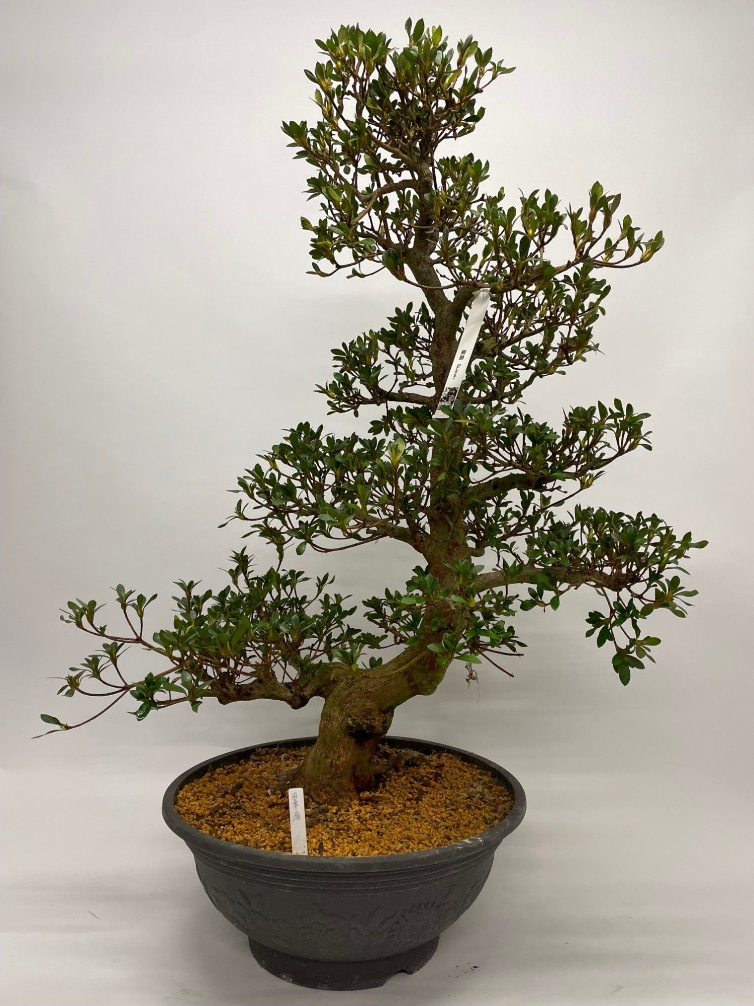 Satsuki Azalea 'A8' 45 cm (herkomst: Japan), D 45