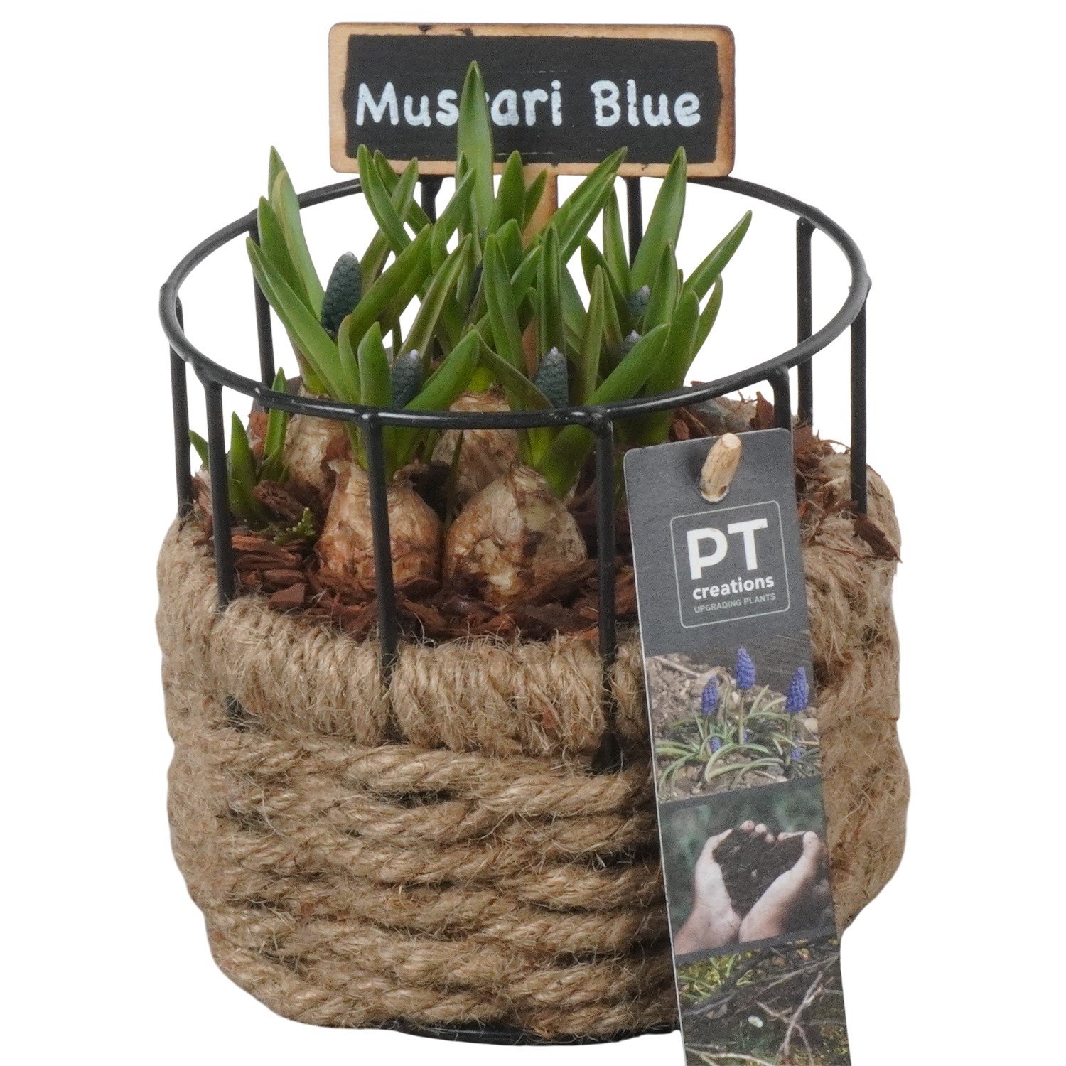 PTMB6243 Arrangement Muscari Blue in metaal mand met touw, D 12