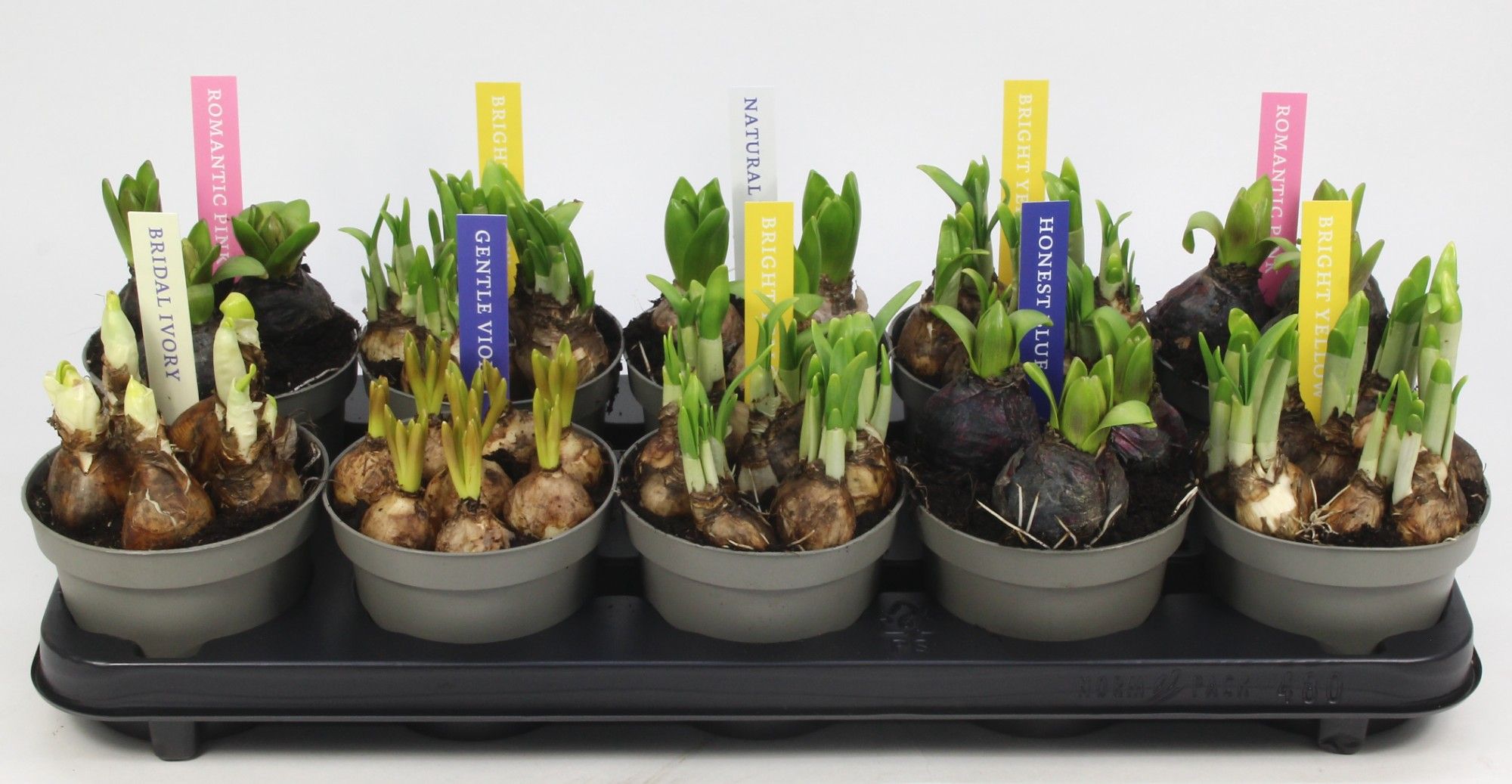 BOLLEN MIX 12 KLOK ETIKET, D 12