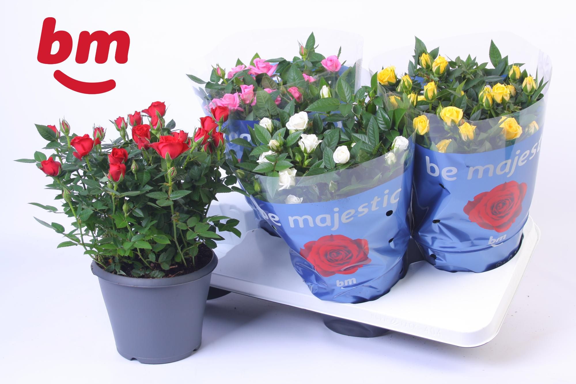 Rosa Jewel Patio Mix 17cm, D 17