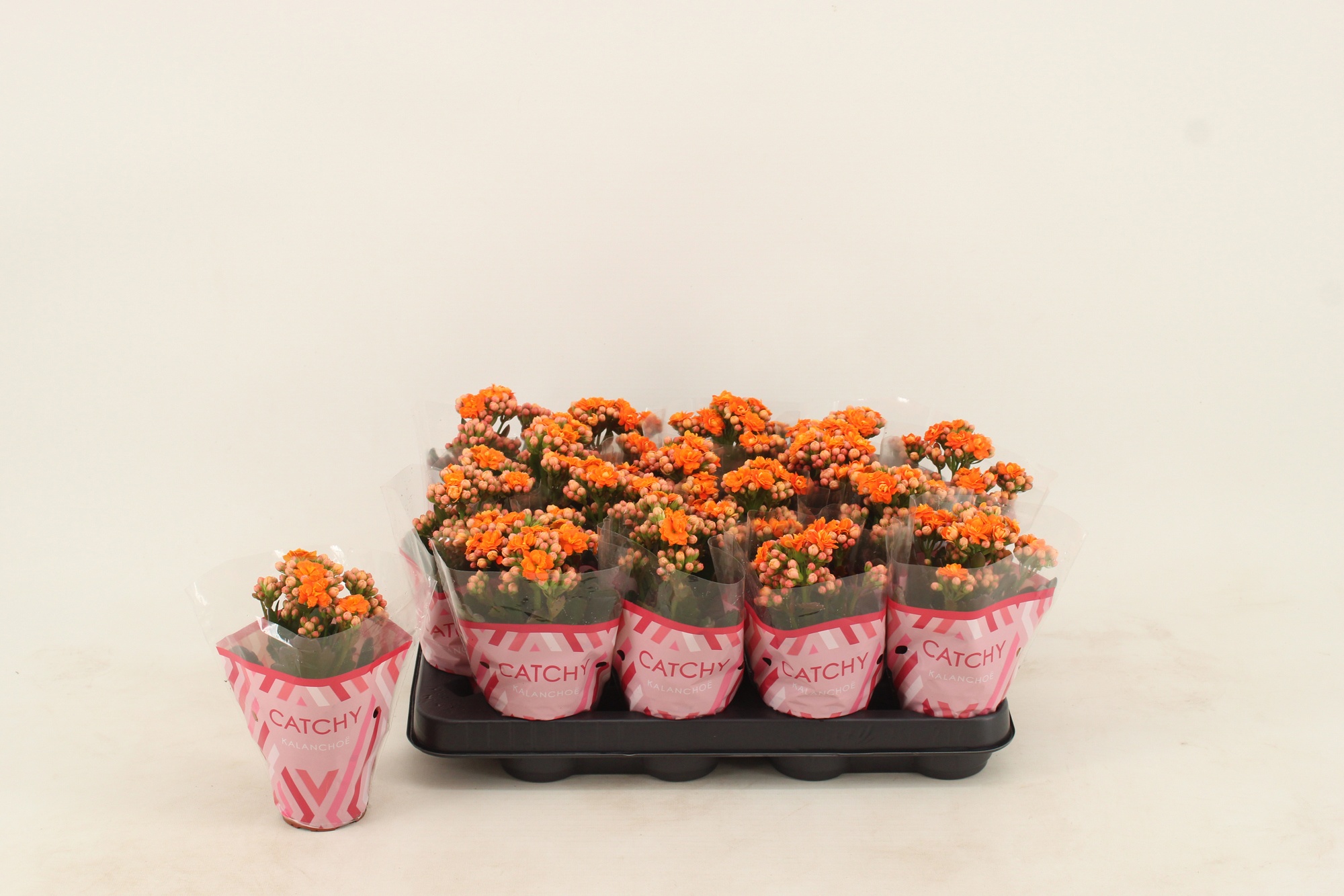 Kalanchoe Double Orange, D 8