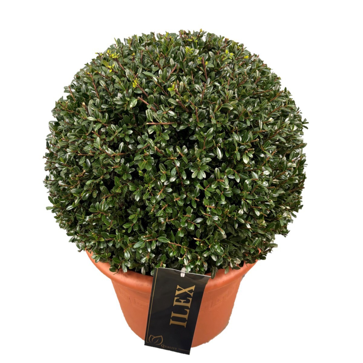 Ilex crenata 'Stokes Bol p28 (th) 40-45 ©, D 28