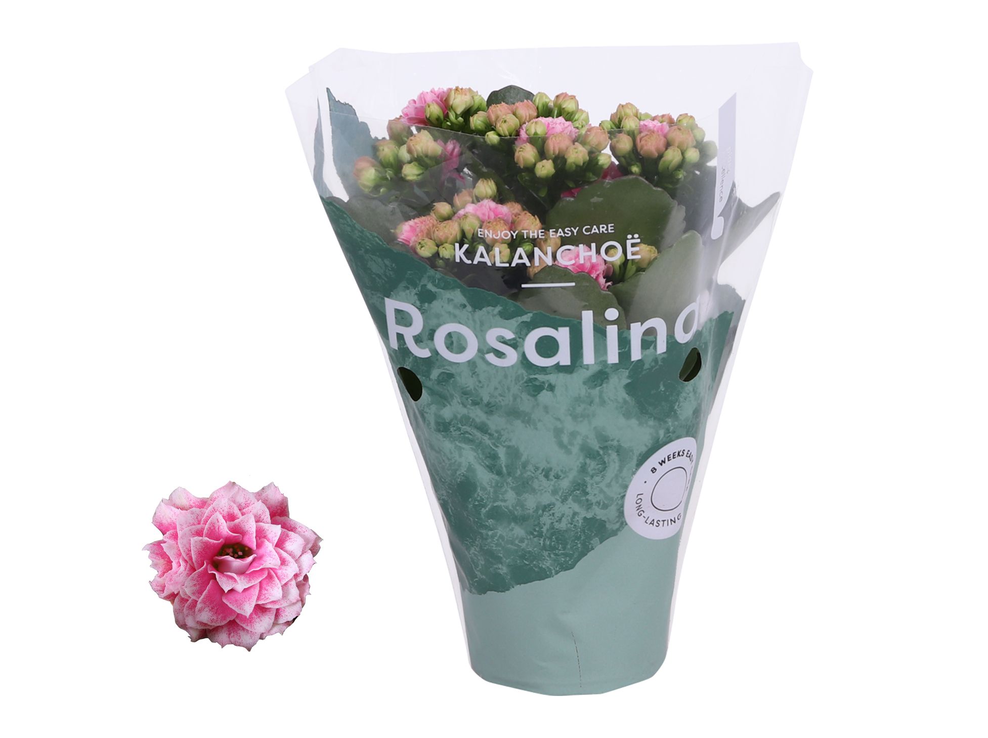 Kalanchoe Rosalina 07cm Don Alano wit/roze, D 7