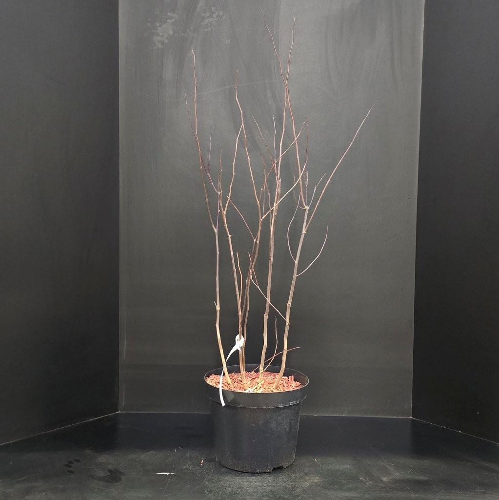 Cercis chinensis, D 29