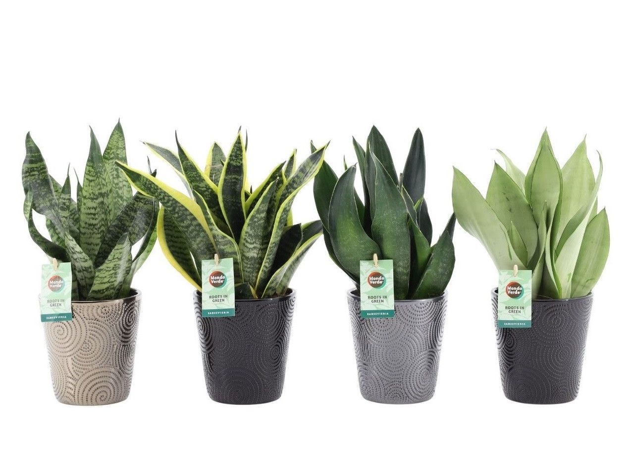 Sansevieria Mix in Infinity keramiek, D 13