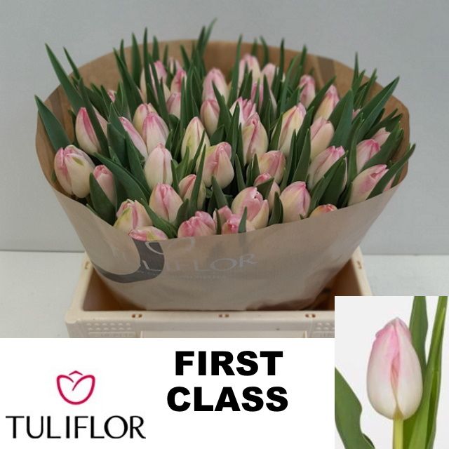 Тюльпан од. Фест Класс (светло-роз.), шт.