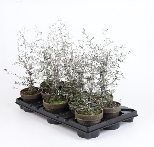 COROKIA COTONEASTER, D 11 cm