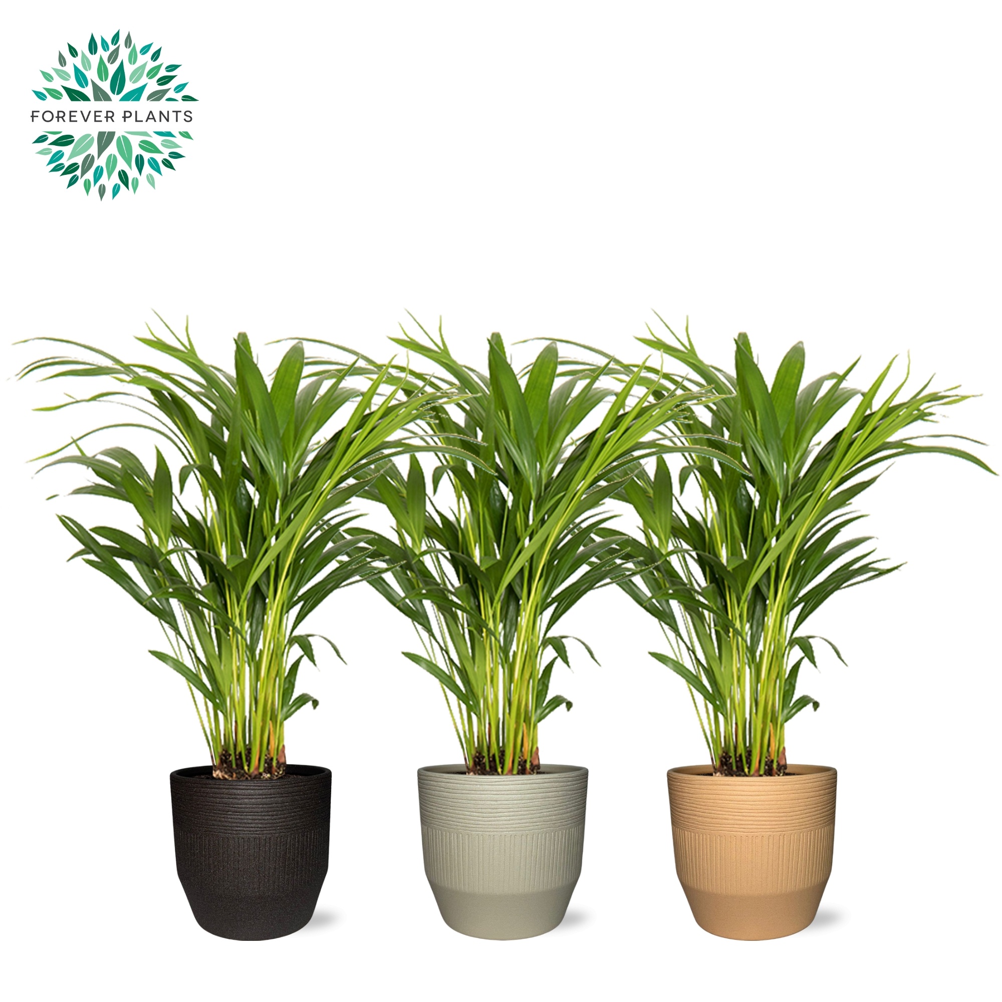 Areca Dypsis lutescens p14 in TIRZA Keramiek, D 14