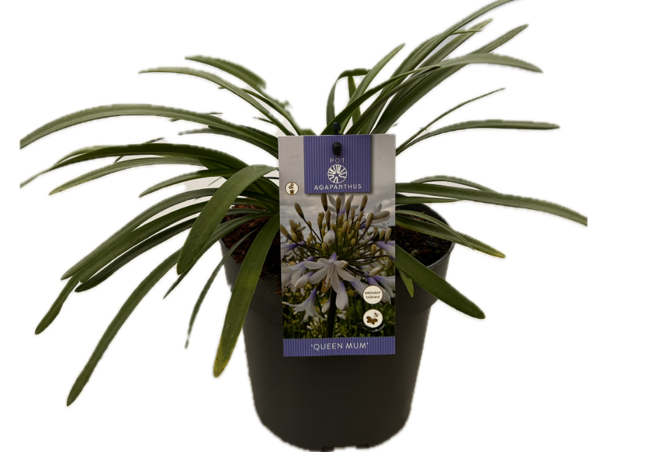 Agapanthus 'Queen Mum' P19 EVERGREEN, D 19