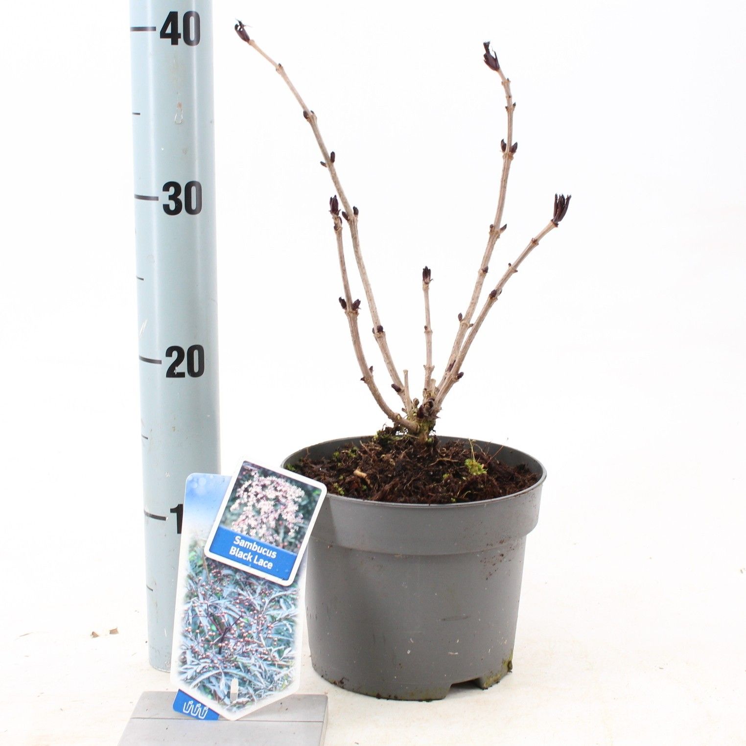 Sambucus nigra Black Lace ('Eva'PBR), D 17