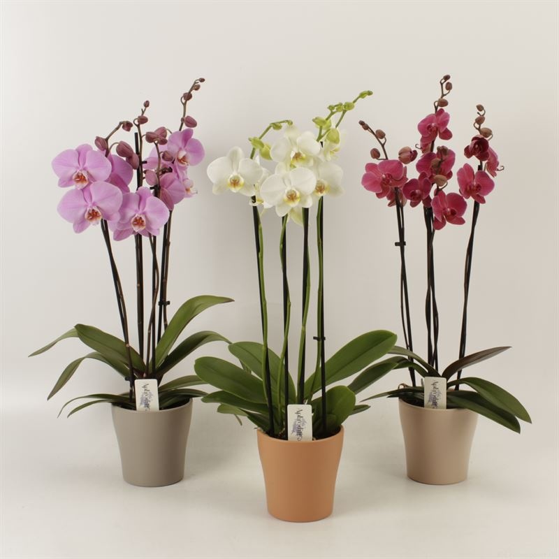 Phalaenopsis gemengd 4 tak gemengd in Rentree keramiek, D 12 cm