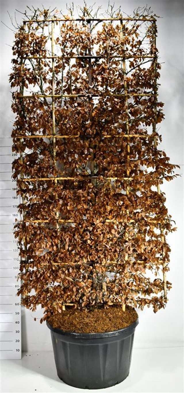 Carpinus betulus, D 92