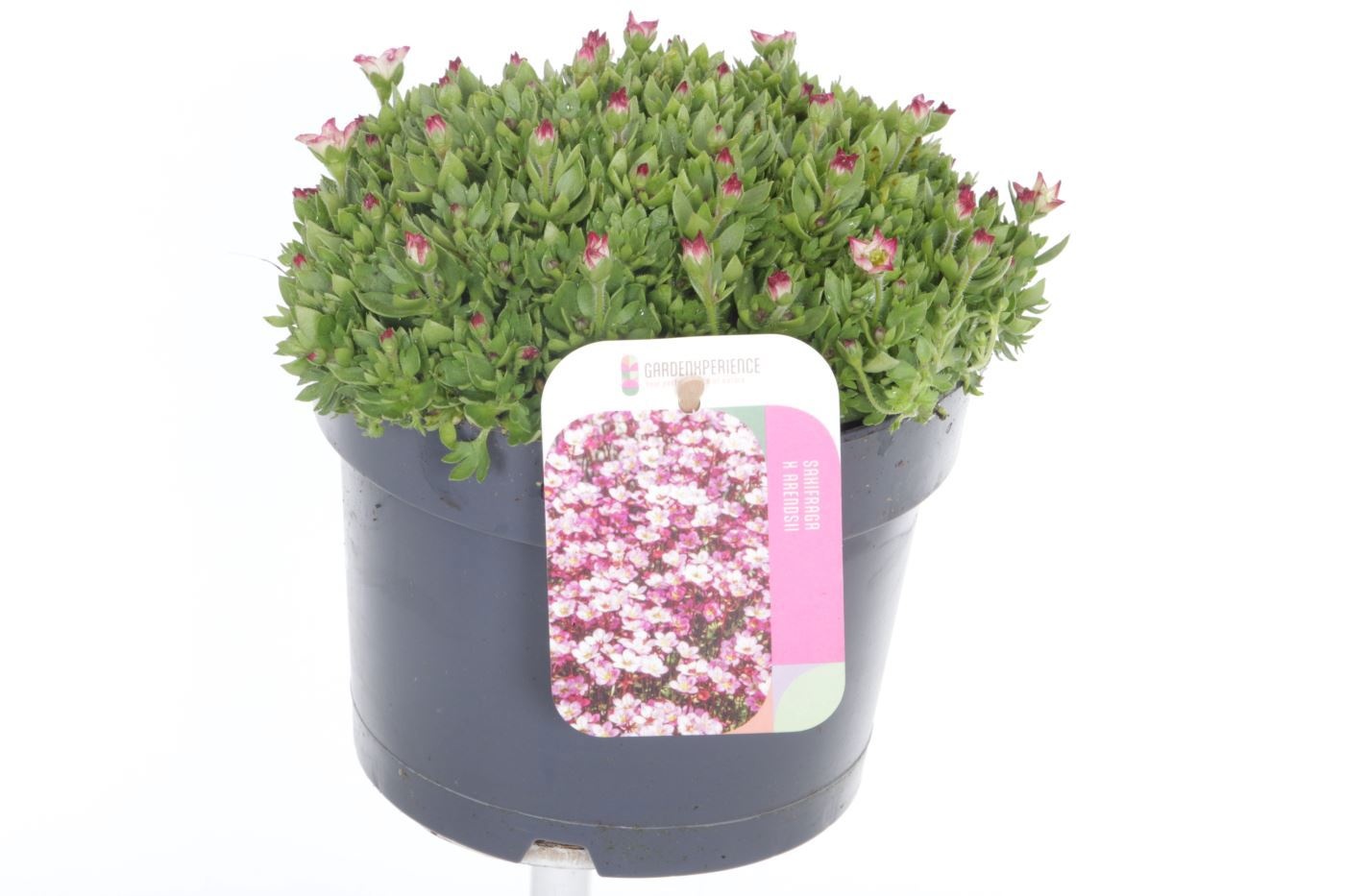 Saxifraga Alpino Early Picotee, D 17