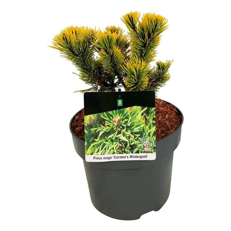 Pinus mugo 'Carsten's Wintergold', D 21