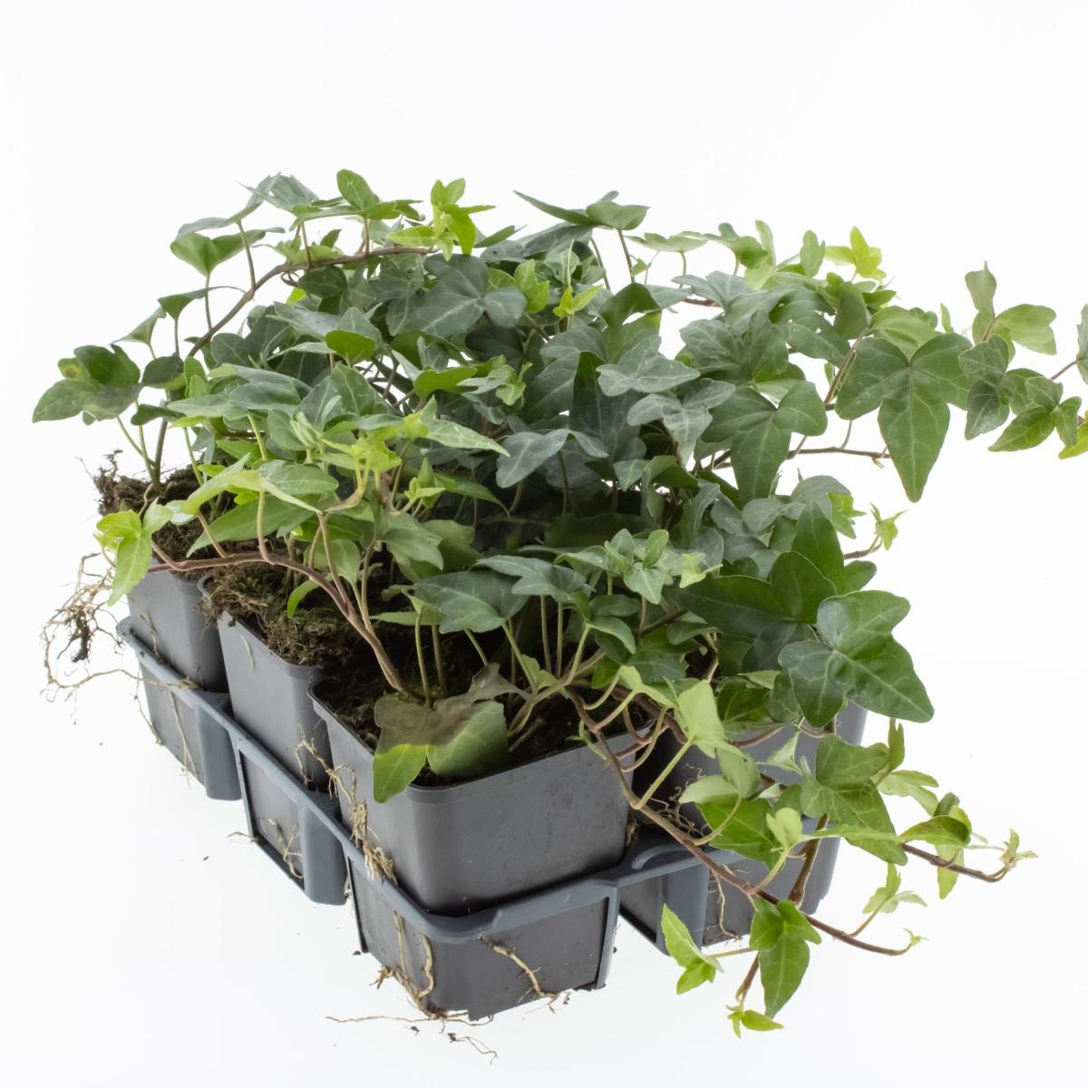 Hedera hel. 'Shamrock', 3-5 tak, D 9