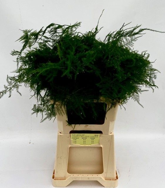 Аспарагус Сетацеус 65, шт.