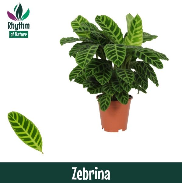 Calathea 19cm Zebrina - Rhythm of Nature, D 19