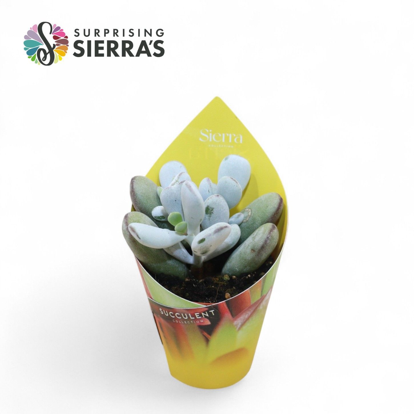 Cotyledon Orbiculata Higginsiae (Sierra), D 5,5 cm