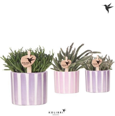 Kolibri Greens Rhipsalis mix in Painted Stripe pot pink mix, D 6