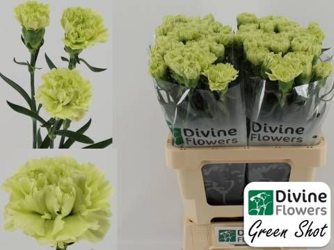 Диантус од. Грин Шот (зел.), шт.