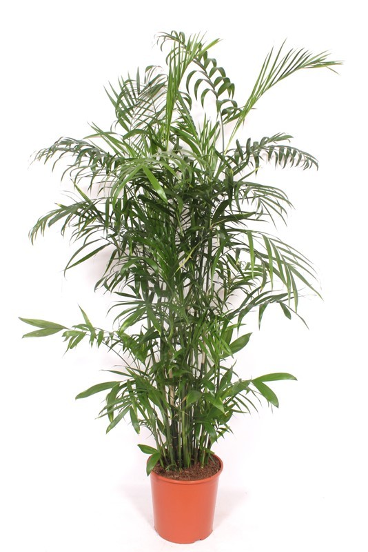 Chamaedorea Seifrizii, D 30