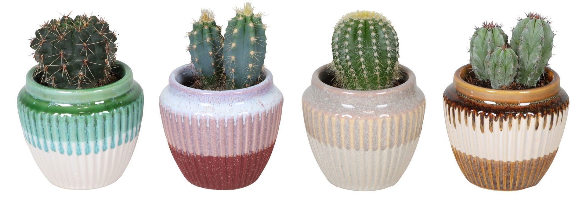 L 67366 With Cactus Mix 6 cm, D 6