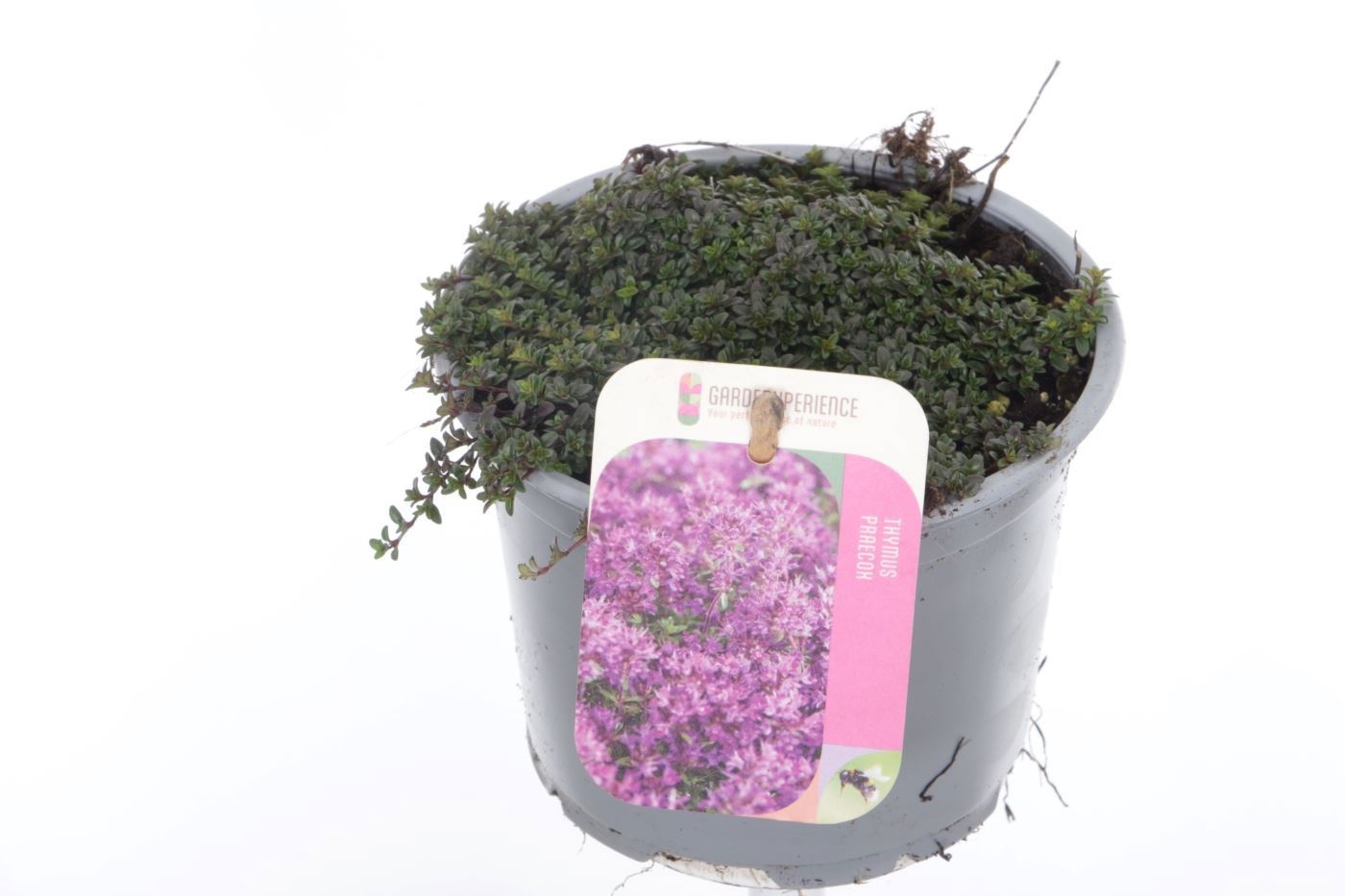 Thymus praecox Red Carpet, D 13