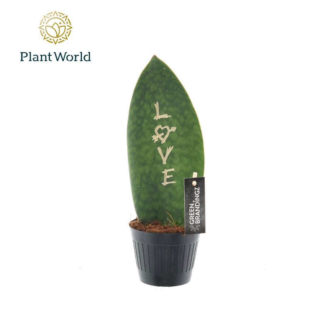 Sansevieria Green Brandingz Love, D 10,5