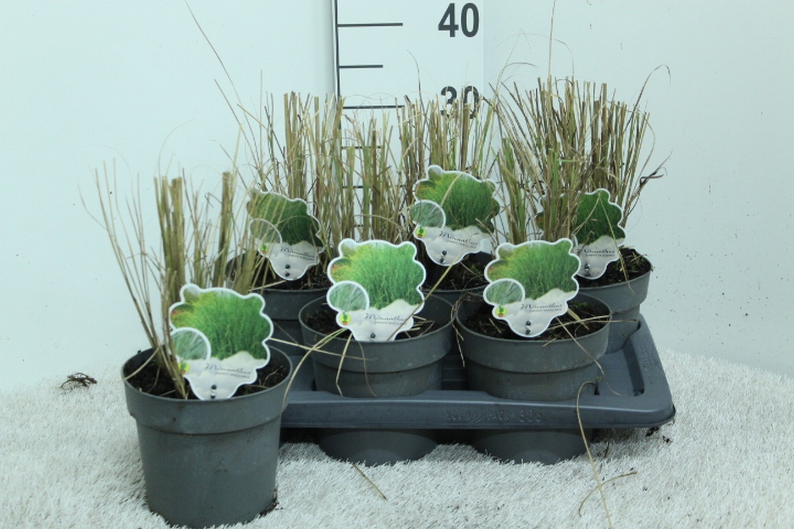 Miscanthus sin. 'Gracillimus' P17, D 17