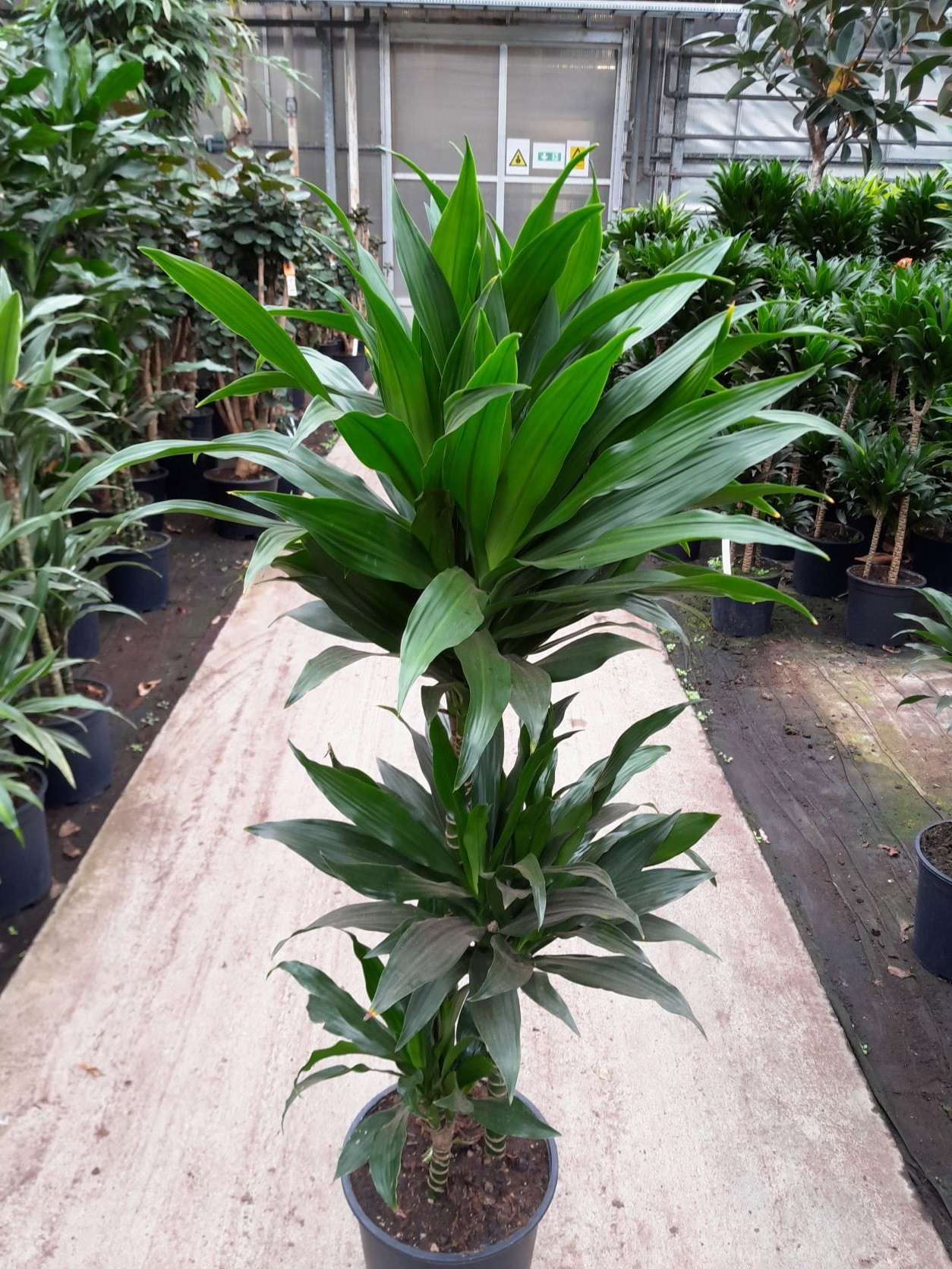 DRACAENA DEREMENSIS GREEN JEWEL, D 24