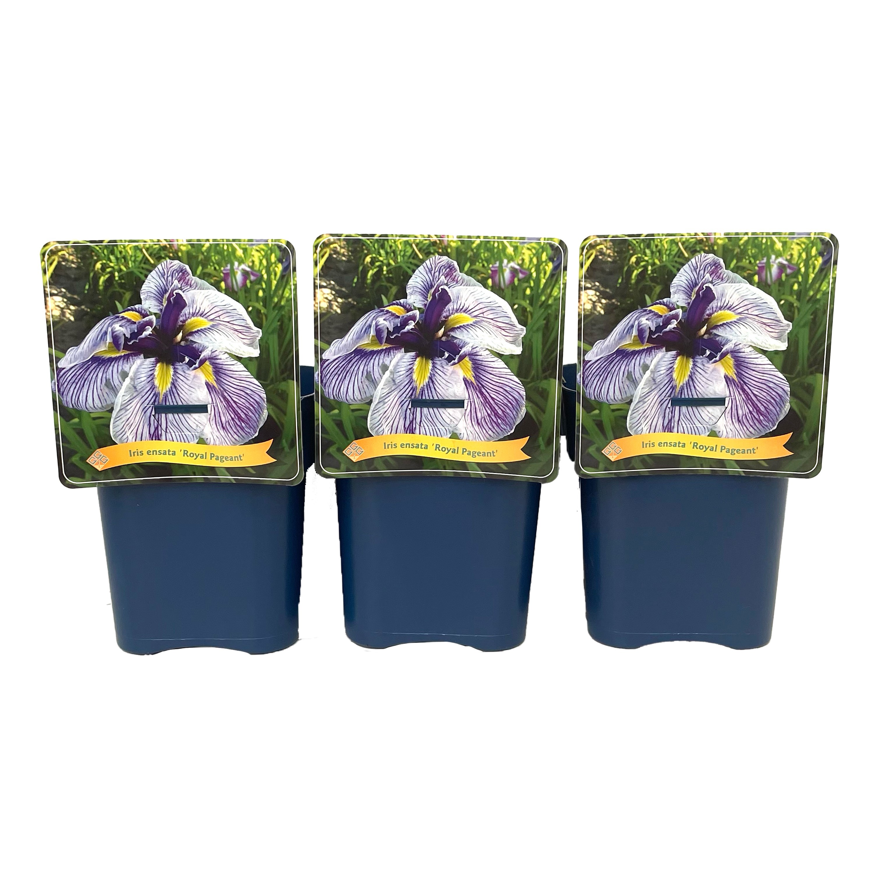 Iris ensata 'Royal Pageant' C5, D 21