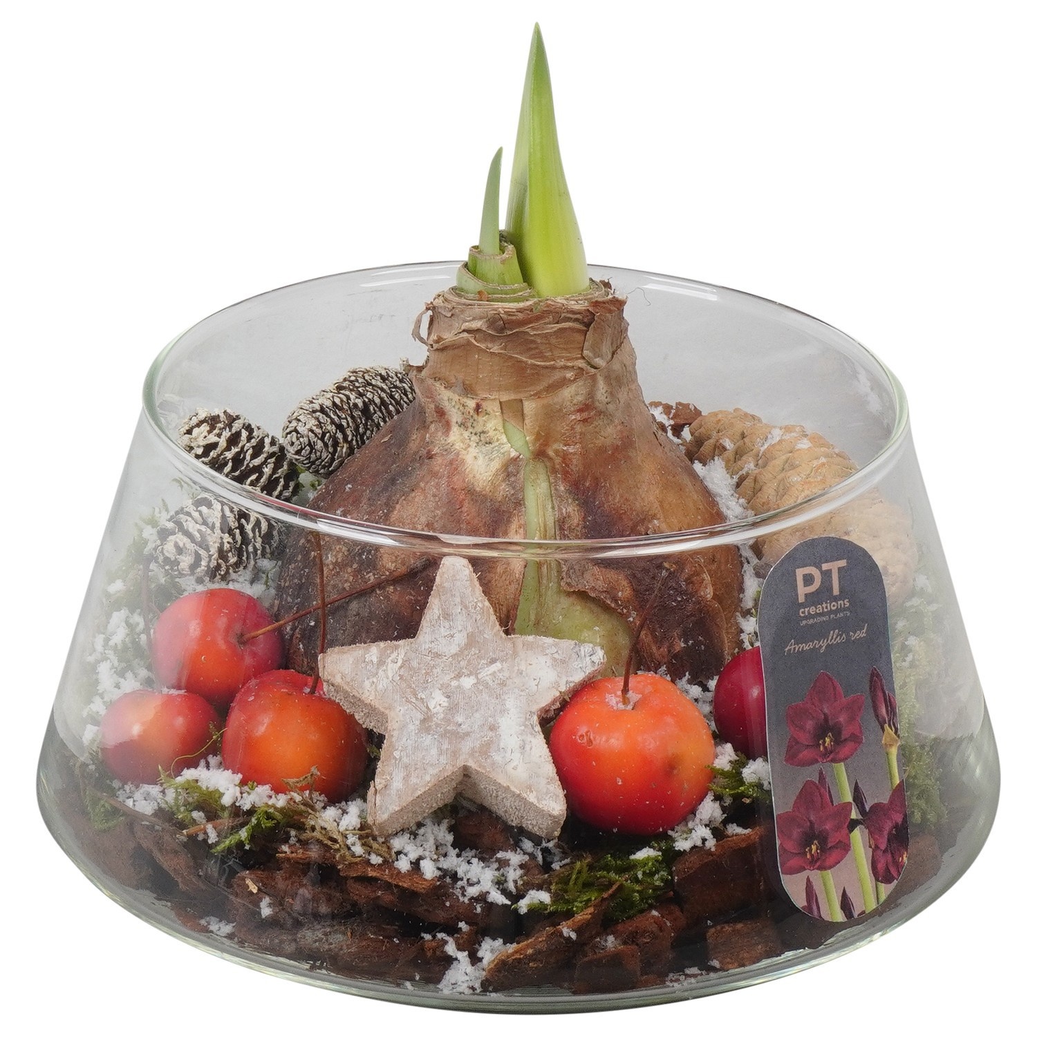 PTACH2449 Arrangement Amaryllis Christmas in glas schaal, D 18