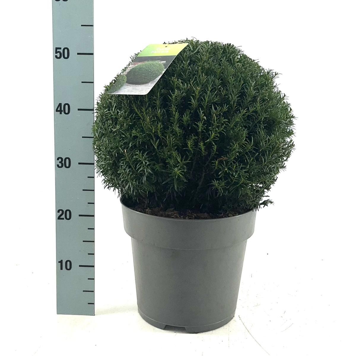 Taxus baccata, bol, D 29