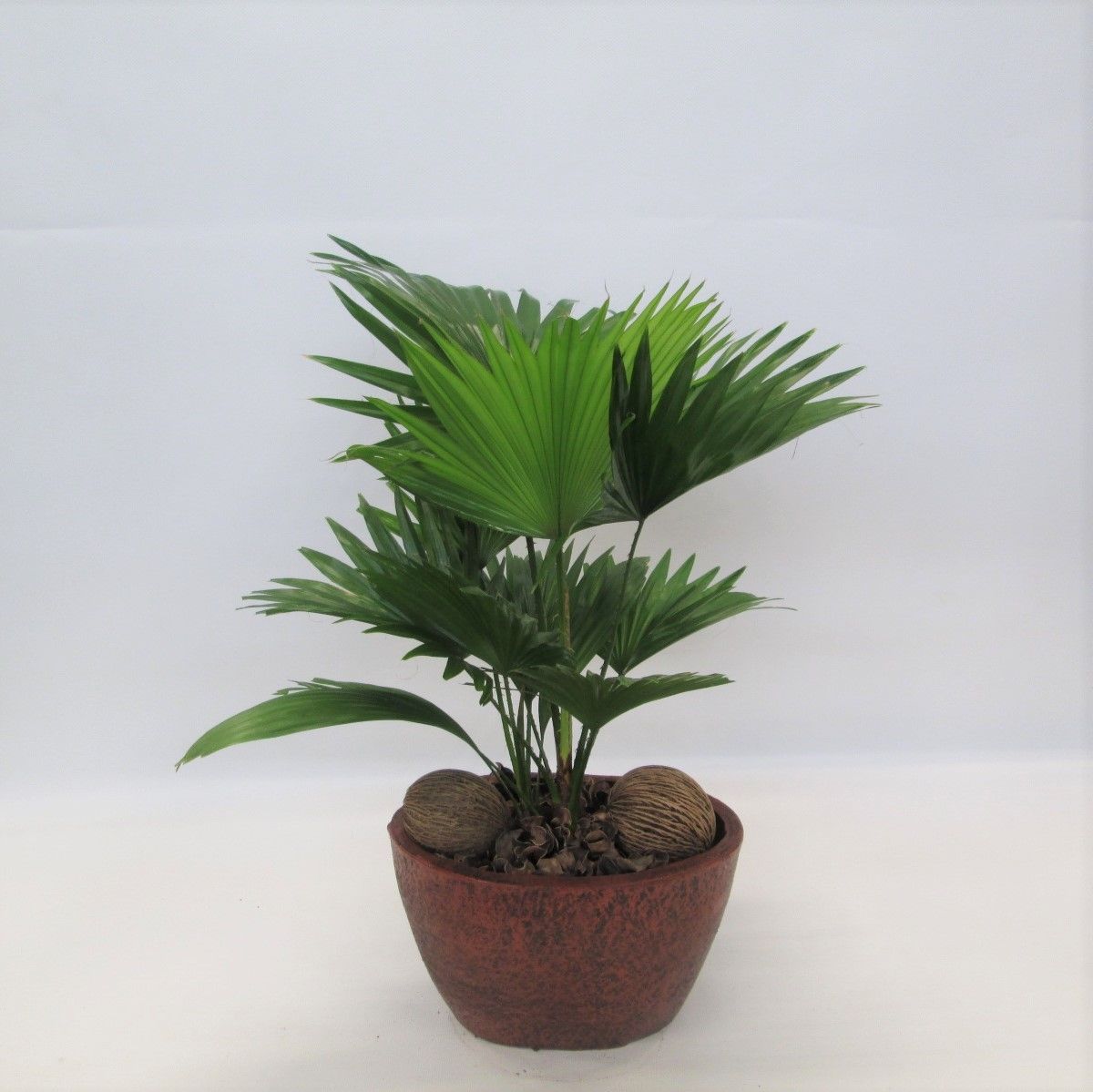 Livistona in klomp, D 19