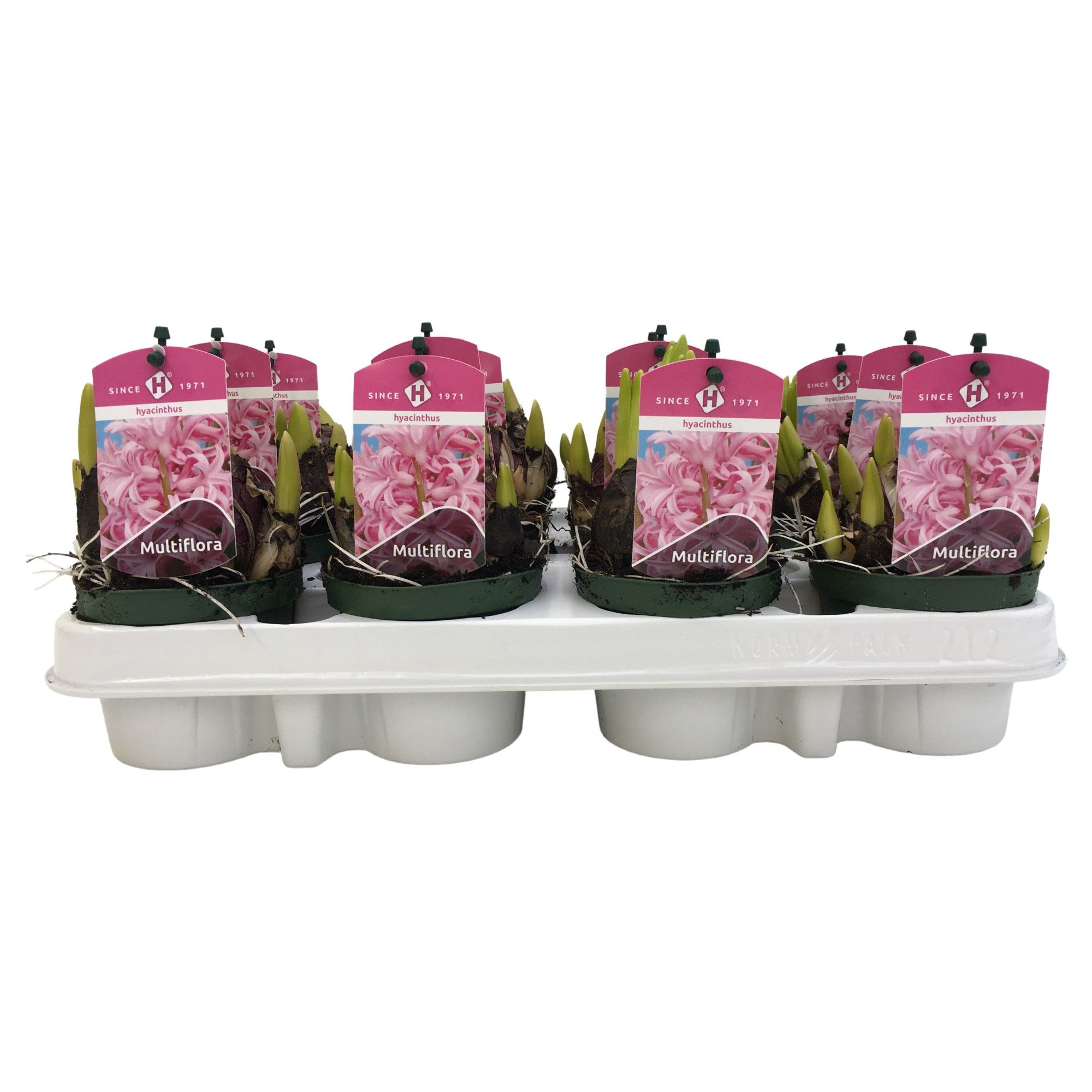 Multiflora Pink 9 cm., D 9