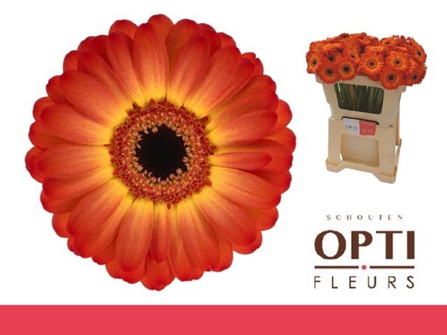 Гермини Фламэйзин, шт.