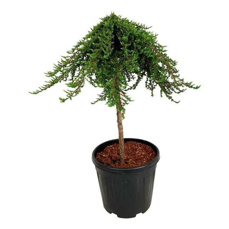 Juniperus comm. 'Greenmantle', D 32