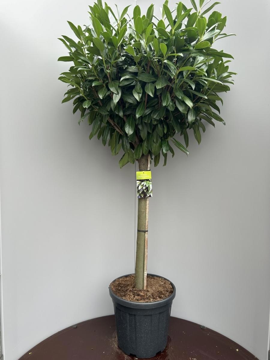 Prunus l. 'Caucasica', kroon, D 38