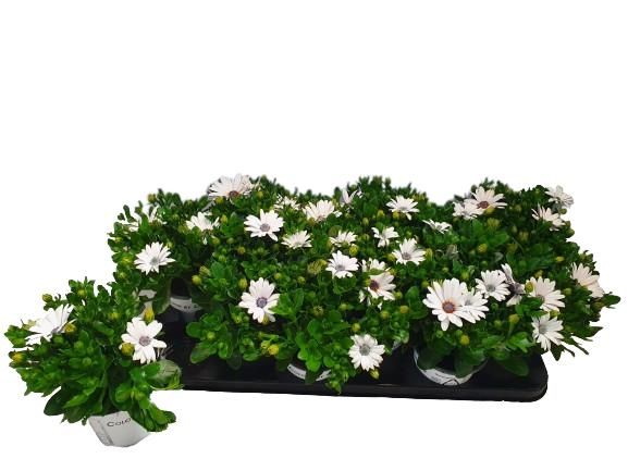Osteospermum White Succes, D 10,5