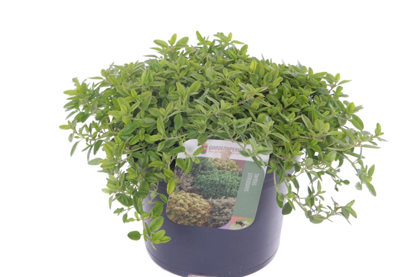 Thymus citr. Aureus, D 13 cm