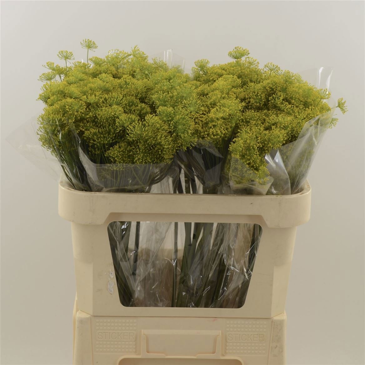 Анетум Гравеоленс 70 (желт.), шт.