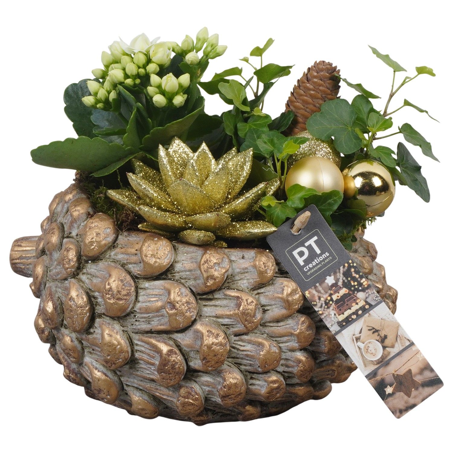 PTCHG5645 Arrangement Christmas Gold in beton pot, D 21 cm
