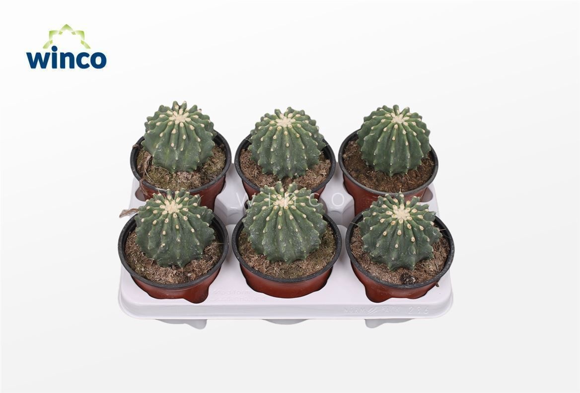 Ferocactus Glaucescends Inermis, D 13