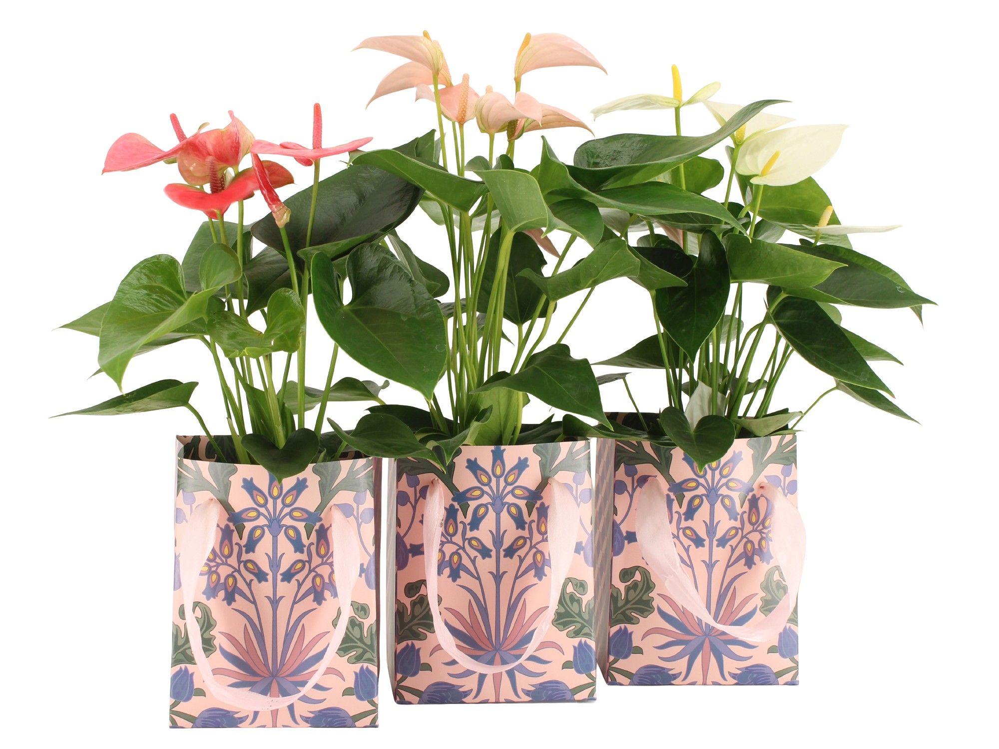 7502586: Solutionss Contradiction, D 12