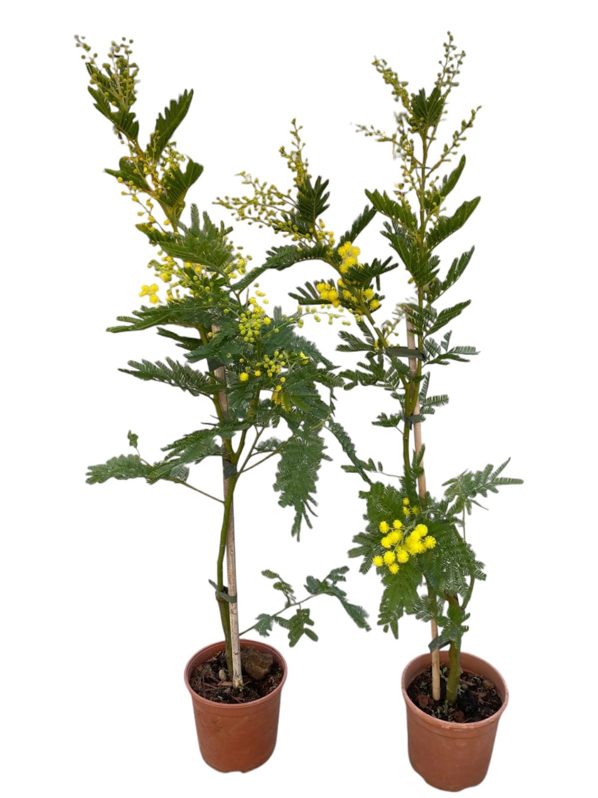 Mimosa (Acacia Dealbata) - met stok, D 15