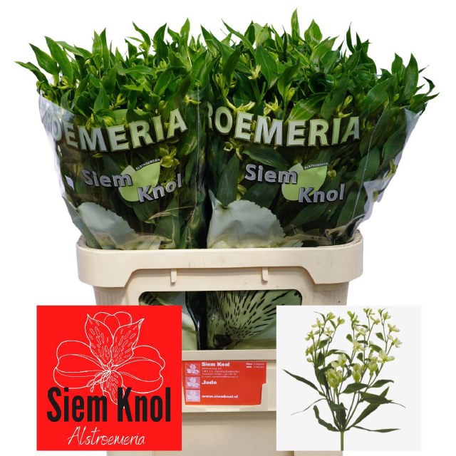 Альстромерия Джейд, шт.