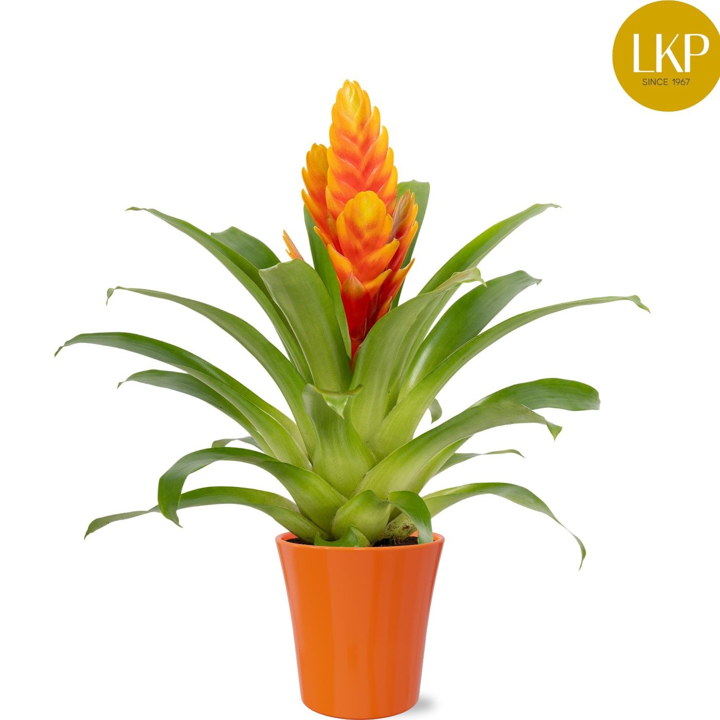 Vriesea Int Apricot Geel/Rood Coco, D 13