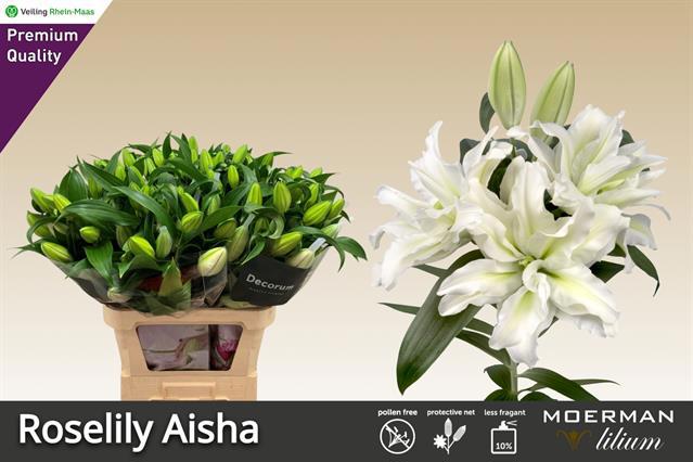 Лилия дв. Роузлили Аиша 85, шт.