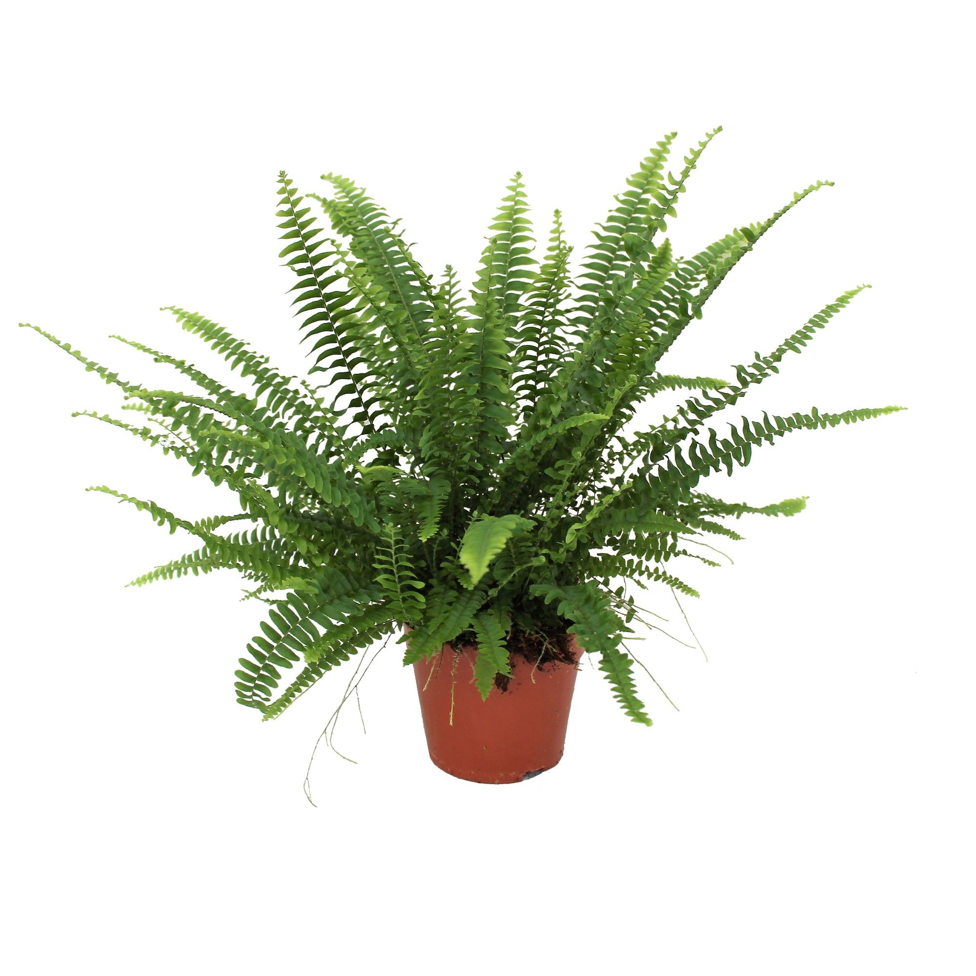 Nephrolepis Green Lady GEEN hoes, D 14