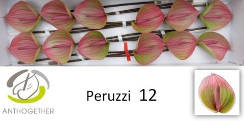 Антуриум Перуччи x12, шт. Антуриум Перуччи x12, шт.